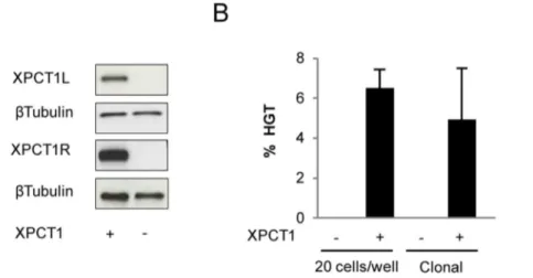Figure 4. Phenotypic correction of XP4PA cells. (A) Western blot performed on protein extracts from clones derived from transfection with the meganuclease XPCm in the presence of demethylating treatment (left panel) or from transfection with the TALEN TM X
