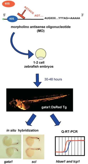 Figure 2. Functional Genomics Screen in Zebrafish