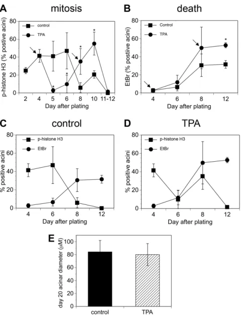 Figure 2. TPA disrupts the temporal coordination between mitosis and cell death. Cultures of MCF10A acini were fed on days 4 and 8 (indicated by the arrows) in the absence (squares) or presence of 10 nM TPA (circles)