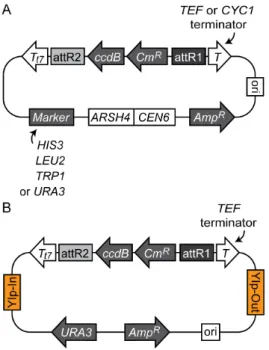 Fig. 7A shows a schematic diagram of the gene regulation by AIDtTA in this strain. Without the inducers DOX or NAA, Venus (YFP) fluorescence was clearly visible in the nucleus (Fig