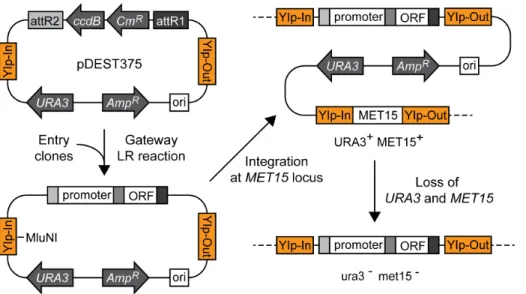 Table 3. Expression plasmid vectors constructed by Gateway recombination method in this study.