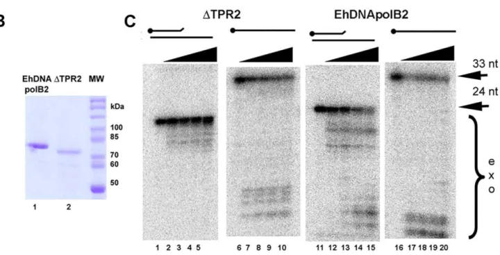Figure 5. Role of extended TPR2 in exonuclease and polymerization activities. (A) Structural amino acid alignment of EhDNApolB2 in comparison to Q29 DNA polymerase and RB69 in the TPR2 region