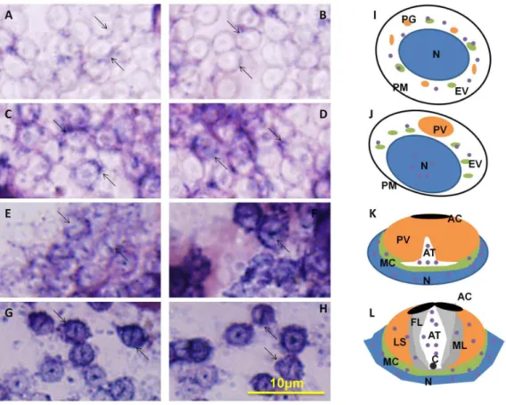 Figure 12. Western blot analysis of KIF3A in E. sinensis . The extracts of E. sinensis were probed with anti-KIF3A polyclonal antibody (upper panel)