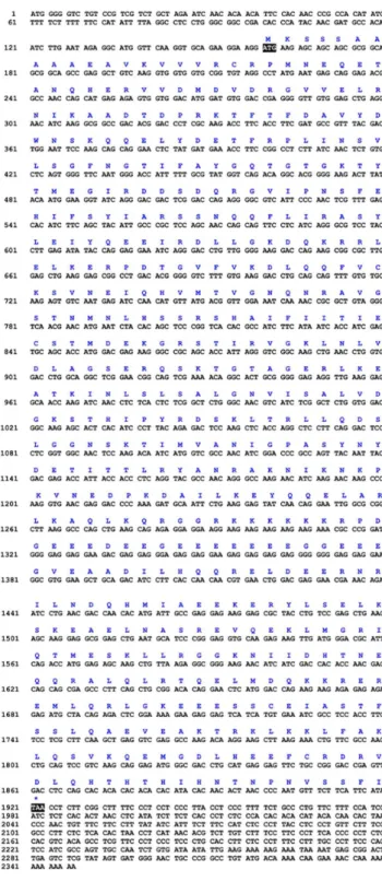 Figure 2. Full-length cDNA of the kif3b in E. sinensis . The amino acid sequence can be deduced from the nucleotide sequence