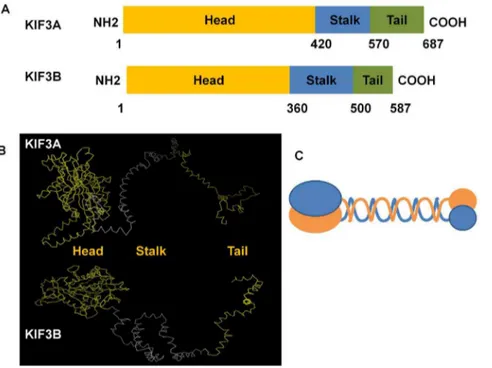 Figure 7. The major structural features of KIF3A and KIF3B in E. sinensis . This figure shows the three structural domains in KIF3A and KIF3B.