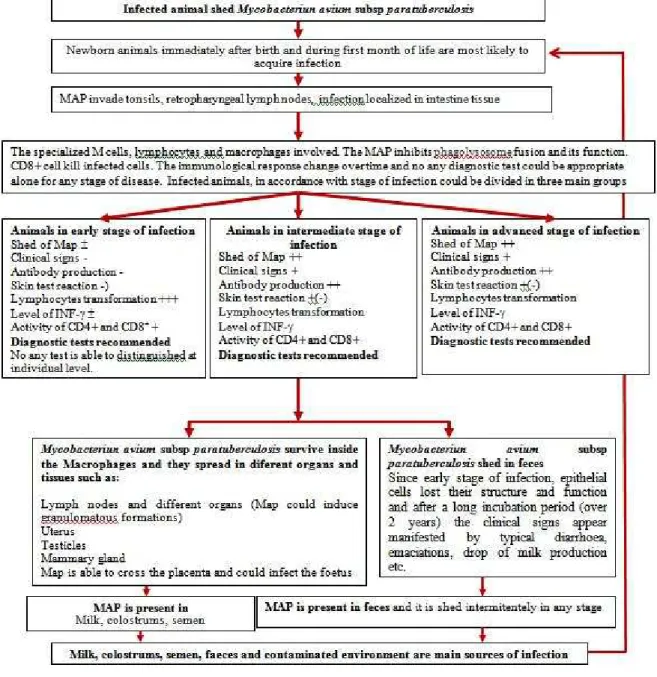 Diagram 1 Proposed pathogenesis of Johne's disease in cattle