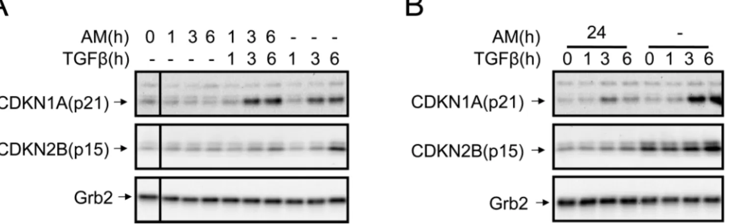 Fig 2. AM treatment of HaCaT cells attenuated the expression of CDKN1A (p21) and CDKN2B (p15) proteins