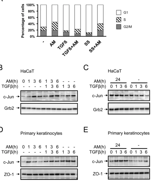 Fig 6. AM attenuated cell cycle proliferation arrest of TGFß on HaCaT cells and induced the expression of c-Jun protein in HaCaT and in human primary keratinocytes