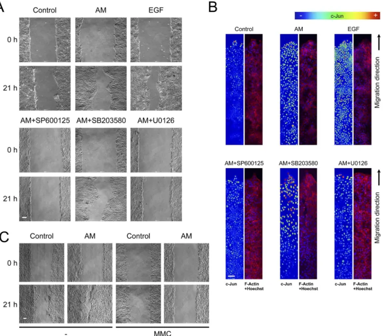 Fig 7. In HaCaT cells, AM induced motility and the expression of c-Jun at the migratory front