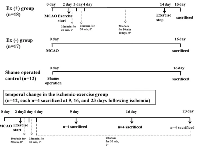Figure 1. Experimental design. Among total of 59 rats, 35 rats underwent middle cerebral artery occlusion (MCAO), and 12 rats were used as sham-operated control