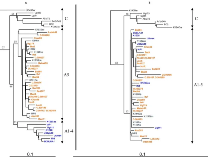 Figure 4. Phylogenetic analyses between the colinearized encoding variable region VR1 and VR2 fragments (258 nt) on panel A versus the rest of the sequence (375 nt) on panel B of the 29 new KSHV/HHV-8 strains from Cameroon with 22 representative KSHV/