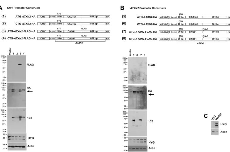Fig 2. Expression of ATXN2-luc driven by the CMV promoter. (A) Plasmid constructs used in luciferase assays