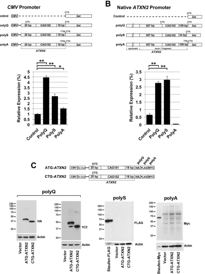 Fig 4. RAN translation in ATXN2 alternate reading frames. (A and B) Luciferase assays performed using ATXN2 constructs with expression driven by (A) the CMV promoter or (B) the native ATXN2 promoter, with luciferase shifted into the PolyQ, PolyS, and PolyA