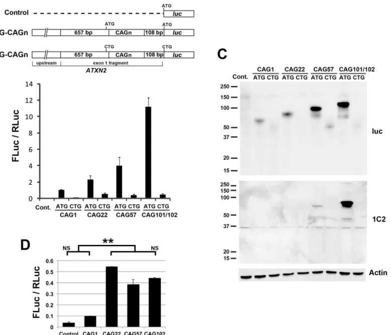 Fig 1. ATXN2-luc expression driven by the native ATXN2 promoter, dependent upon CAG length and the presence of a start codon