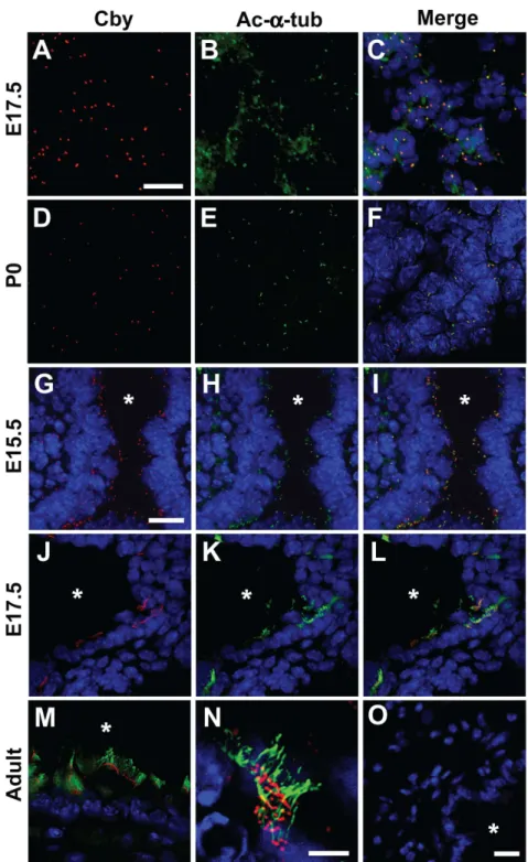 Figure 2. Cby protein localization in the lung. (A–F) Peripheral lung sections from E17.5 and P0 Cby +/+ lungs were co-immunostained for Cby (red) (A, D) and the centrosomal/ciliary maker acetylated-a-tubulin (green) (B, E), and the merged images are shown