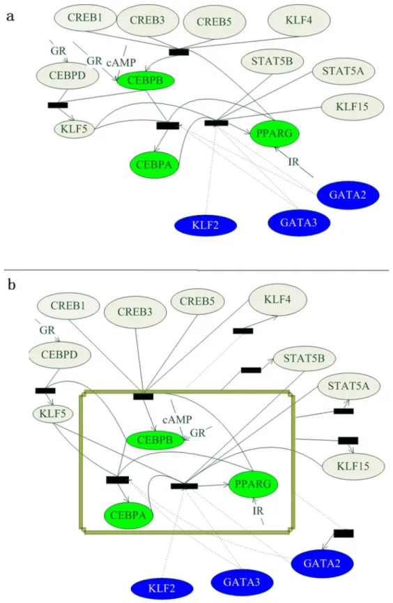Figure 2. The gene regulatory network (GRN, a - Model 1 ) and the modified GRN ( b - Model 2 ) of adipogenesis