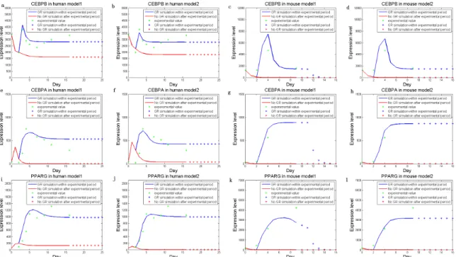 Figure 3. Simulated dynamic expression levels of the three key markers, human CEBPb ( a , b ), CEBPa ( e , f ), PPARc ( i , j ), and mouse CEBPb ( c , d ), CEBPa ( g , h ), and PPARc ( k , l ), without ( Model 1 ) or with ( Model 2 ) additional feedbacks