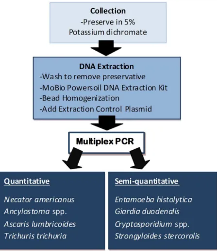 Fig 1. Flow chart of sample processing for multiplex PCR detection of intestinal parasites.