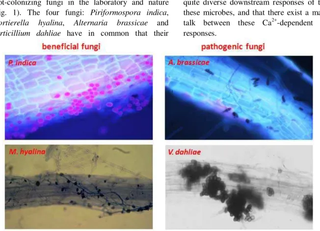 Figure 1.  Microscopical view of Arabidopsis thaliana  roots colonized with different fungi (beneficial and  pathogenic)