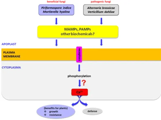 Figure 4.  A model describing the apoplastic and cytoplasmic events leading from biomolecules in fungal  exudates to plant responses