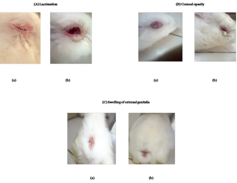 Fig 1. Photographs showing typical clinical signs in Trypanosoma evansi infection in rabbits