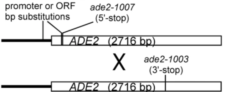 Figure 1. Schematic representation of the ADE2 coding region (open rectangles) and promoter (thick black line) and the positions of sequence substitutions tested in this study