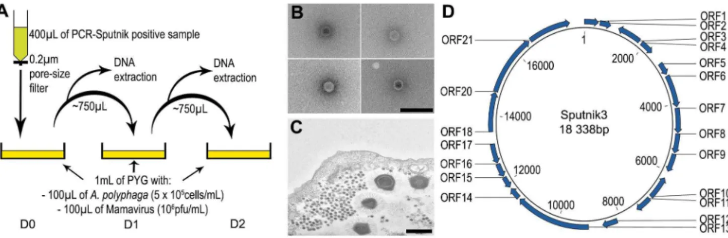 Figure S1 Number of amoebas in PYG medium. A: The number of viable amoebas present during the infection by giant viruses
