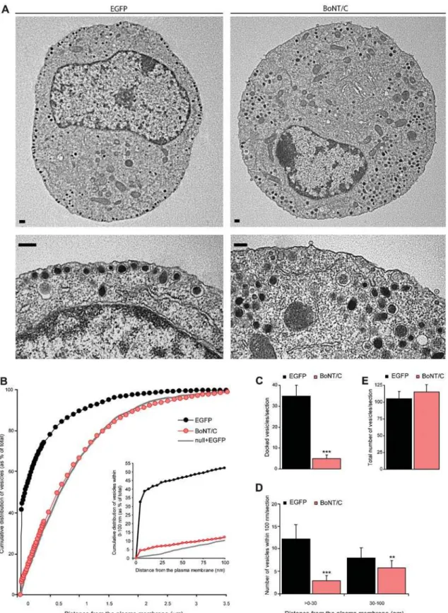 Figure 2. Syntaxin deletion decreases the number of morphologically docked secretory vesicles