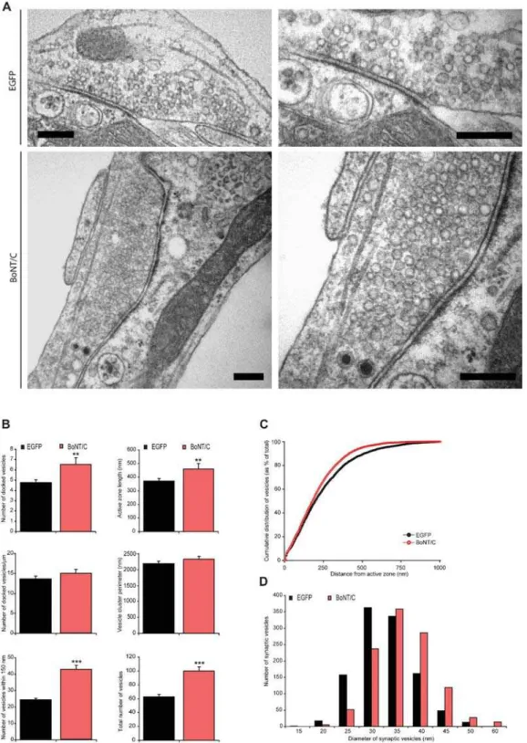 Figure 4. Docking of synaptic vesicles is not impaired after syntaxin proteolysis. (A) Electron micrographs of typical autaptic hippocampus synapse from wild-type autaptic neurons without or with BoNT/C expression