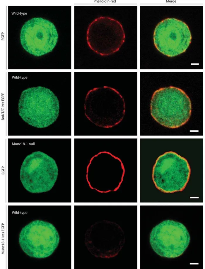 Figure 6. Deletion of syntaxin does not influence the intactness of the sub-membranous actin cytomatrix