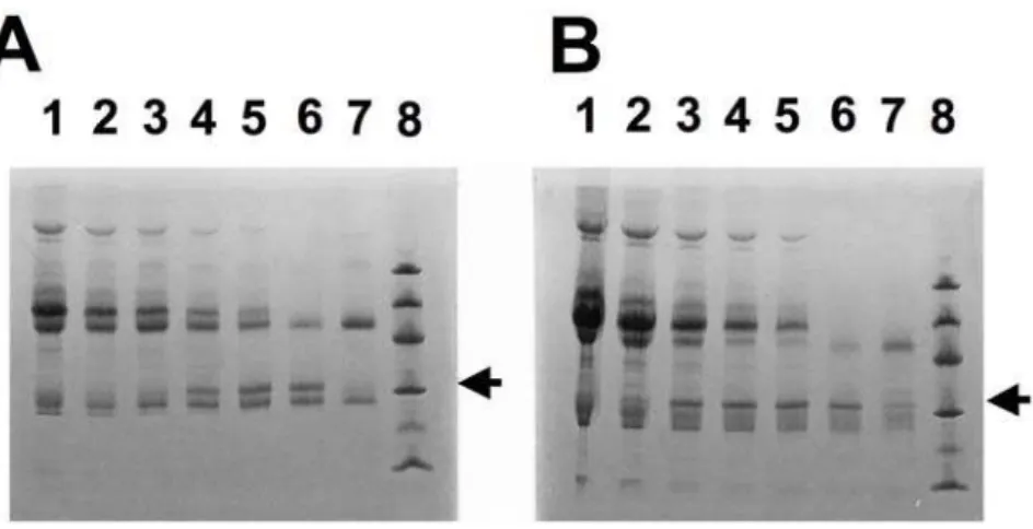Figure 4. Lymph node swelling over time in Septavacc and control ponies. Lymph node swelling was monitored from three days pre-challenge (day 85) using an arbitrary scale from 0 to 4