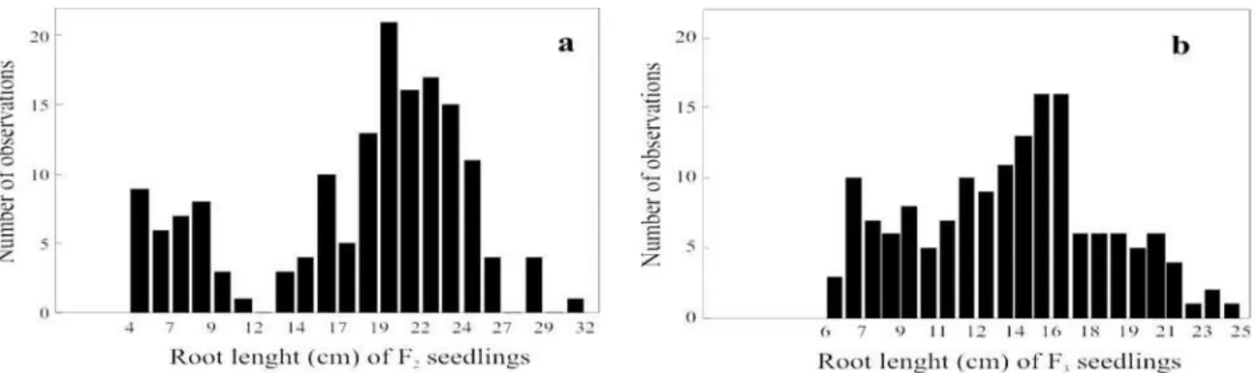 Figure 1. Frequency distribution of root length in F 2  and F 2:3  (or F 3 ) seedlings grown for 10 days in nutrient solution with 4.5 mg L -1 aluminum