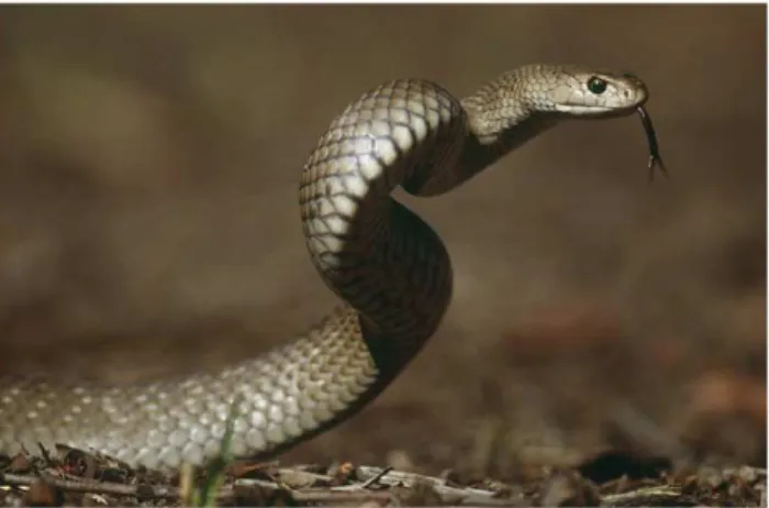 Table 1. Demographic features of 136 definite brown snake envenoming cases.