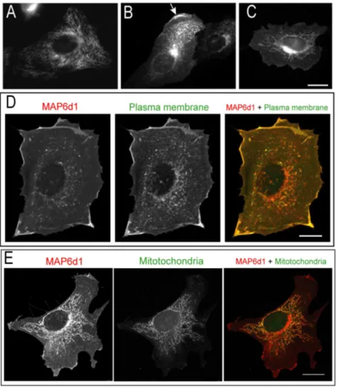 Fig. 2. MAP6d1 can localize to the plasma membrane and mitochondria. A–C, NIH/3T3 cells transfected with a MAP6d1-myc encoding plasmid were fixed with PFA-sucrose and immunolabeled for MAP6d1 (mAb anti-myc)