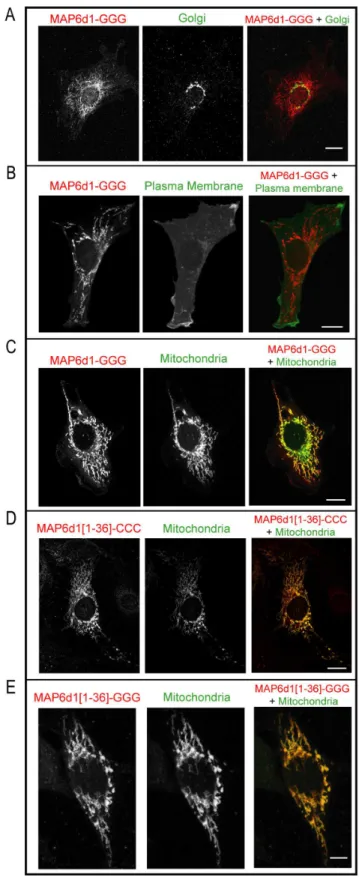 Fig. 4. MAP6d1-GGG localizes to the mitochondria but not to the plasma membrane. A, NIH/3T3 cells transfected with a plasmid encoding MAP6d1-GGG-myc and GM130 (Golgi marker) antibodies