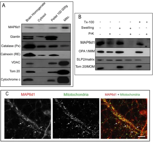 Fig. 6. Endogenous MAP6d1 is present in mitochondria. A, Proteins from brain homogenate, cytosol, pellet and purified mitochondria (10 mg) were separated by SDS-PAGE and immunoblotted using MAP6d1 and control antibodies against Giantin, catalase, calnexin,