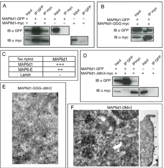 Fig. 7. MAP6d1 can multimerize. A, COS-7 cells overexpressing MAP6d1-GFP and MAP6d1-myc were lysed