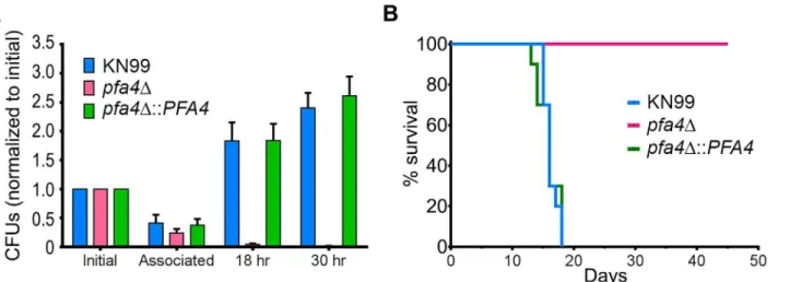 Fig 5. pfa4 Δ is avirulent in vitro and in vivo. (A) Fungi and THP-1 cells were co-incubated for 1 hr at MOI  1 and then washed vigorously to remove free cryptococci