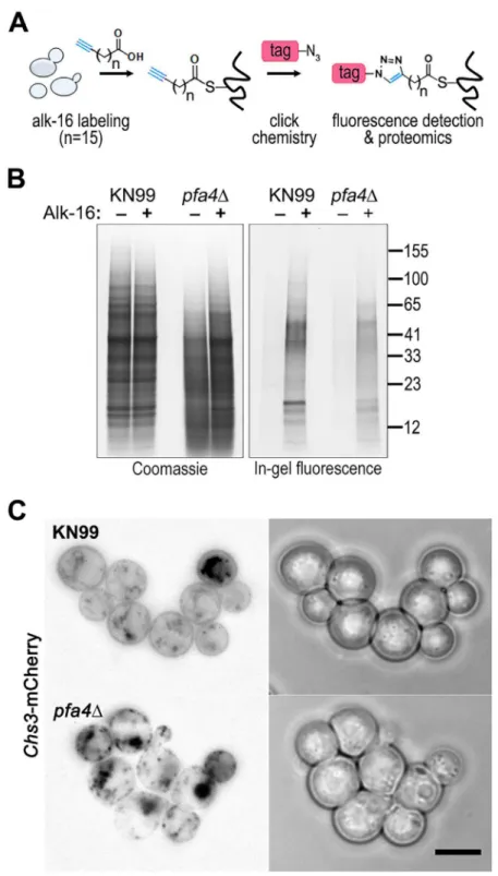 Fig 6. Identification of Pfa4-specific substrates and Pfa4-dependent Chs3 localization