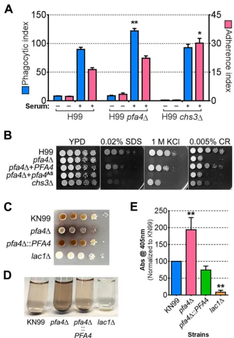 Fig 7. Phenotypic comparison of pfa4 Δ and chs3 Δ cells. (A) THP-1 uptake assay. Adherence and engulfment of wild-type, pfa4Δ, and chs3Δ strains were assayed as in Fig 1