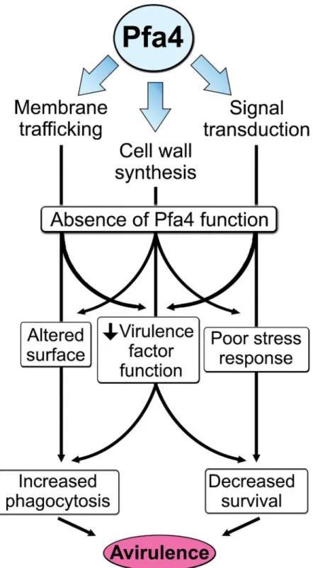 Fig 8. Model of Pfa4 function and relationship to morphology, stress tolerance, and virulence.
