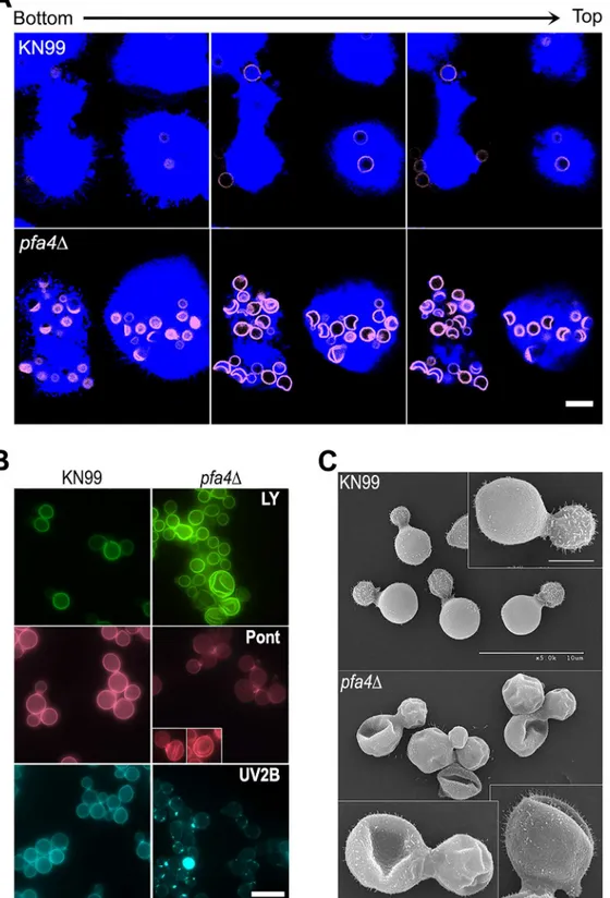Fig 2. pfa4 Δ mutant cells exhibit altered uptake by macrophages and morphological changes