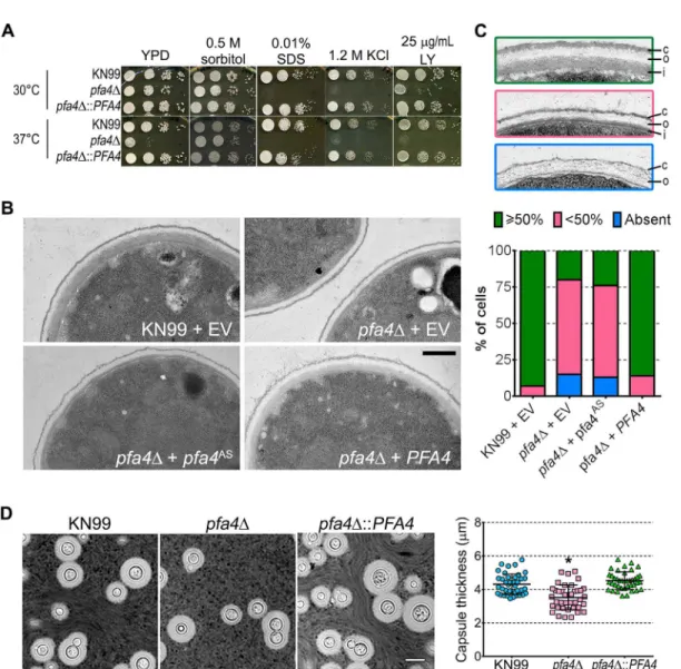 Fig 4. pfa4 Δ has defects in cell wall integrity and structure. (A) 10-fold serial dilutions of the indicated strains on medium supplemented as shown