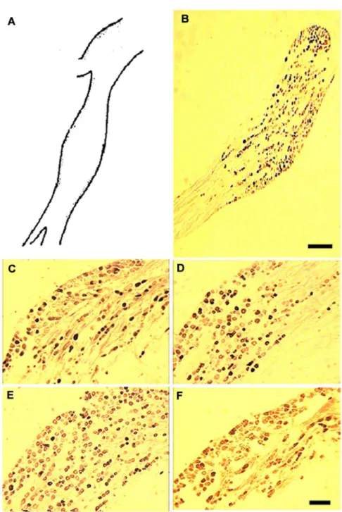Figure 1. Distribution and expression of P2X1–4 subunits in NG tissue. (A) A schematic diagram of the maximum cross section of a rat nodose ganglion (A, corresponding to panel B)