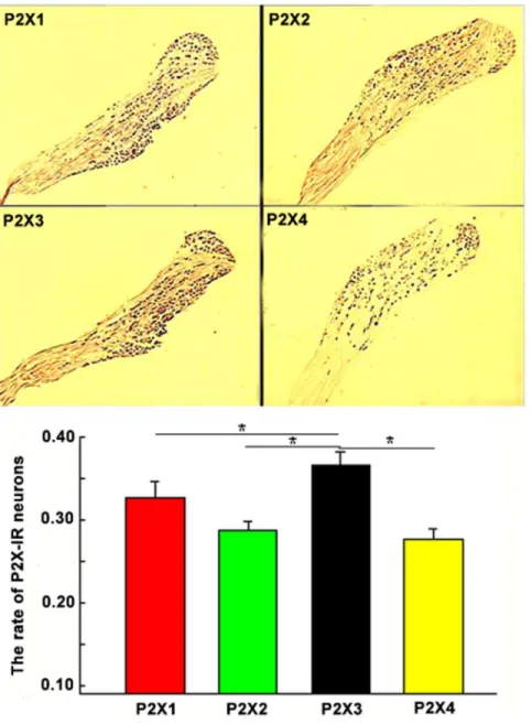 Figure 3. The proportion of P2X1–4 subunit-expressing neurons compared with the total number of NG neurons