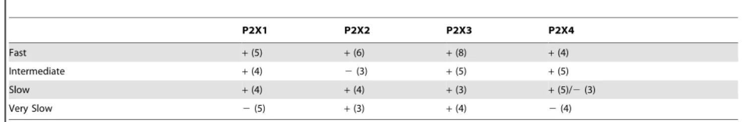 Table 2. Relevance of P2X1–4 subunits staining with four types of I ATP s.