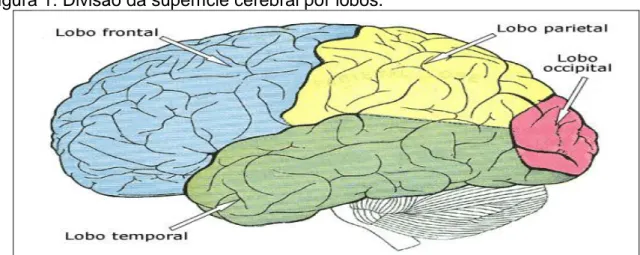 Figura 1: Divisão da superfície cerebral por lobos.  