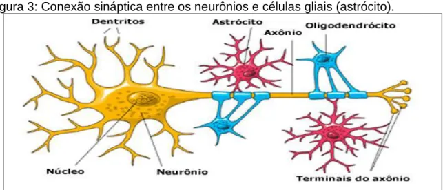 Figura 3: Conexão sináptica entre os neurônios e células gliais (astrócito).  