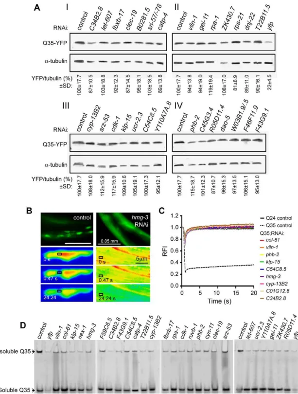 Figure 2. Suppressors of aggregation maintain polyQ in a diffuse state without affecting expression levels