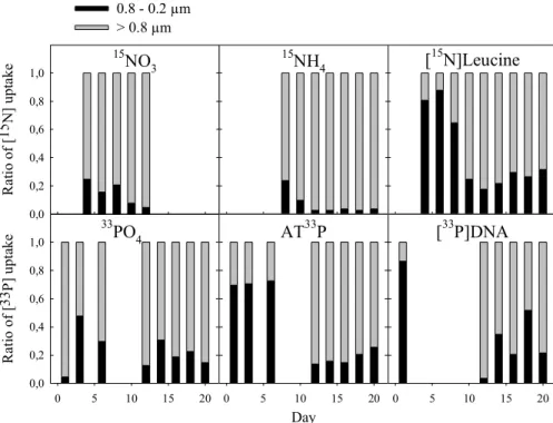 Fig. 4. Relative proportions of incorporated label in the two size fractions.